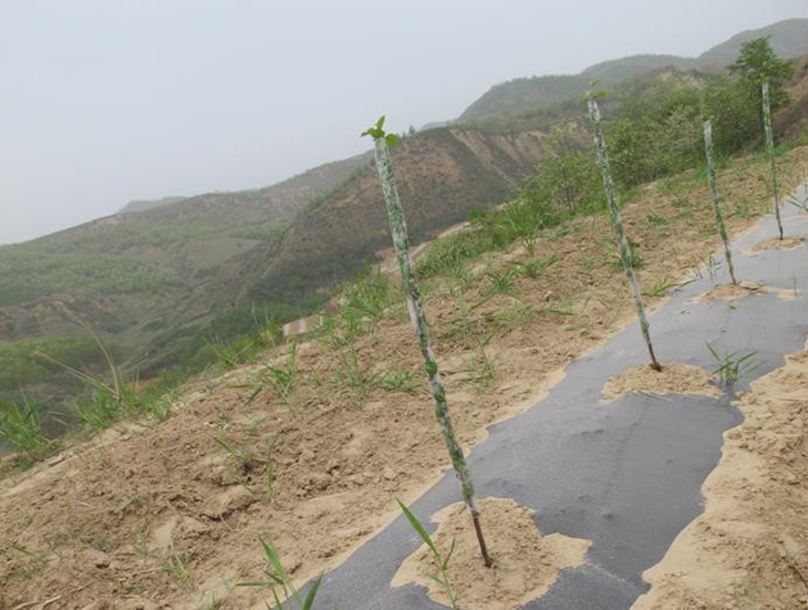 苹果树栽培技(jì )术｜苹果树的栽植方法与栽后当年管理(lǐ)技(jì )术